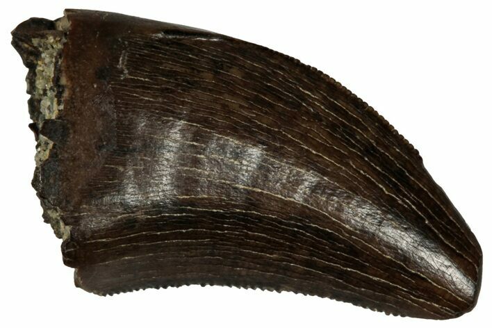 Serrated, Tyrannosaur (Nanotyrannus) Tooth - Montana #350385